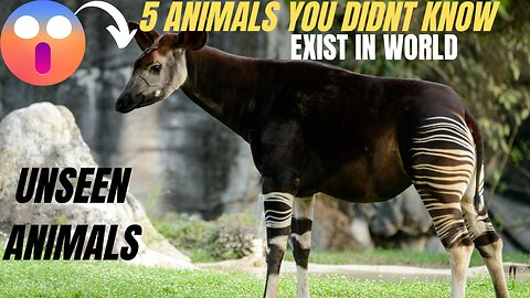 5 Animals you didn't know | Exist in the world?