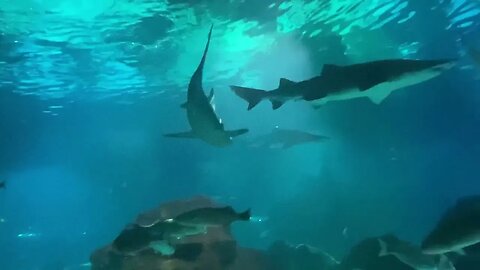 Sumer Vacation - Barcelona Aquarium