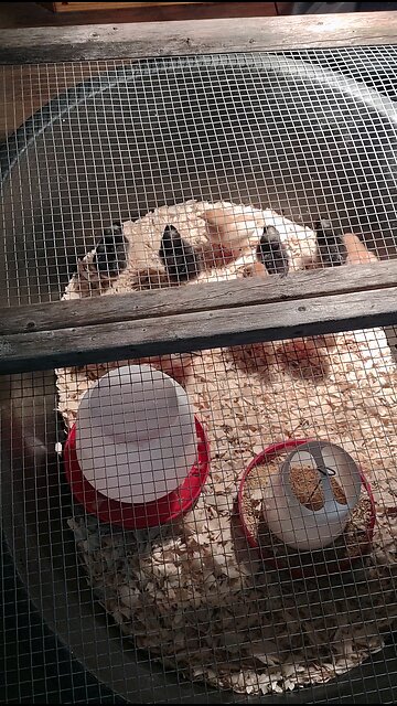 Update On 🐥 and Starting to Build A Coop