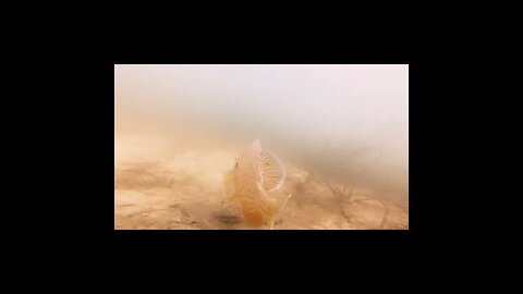 sunfish on its nest