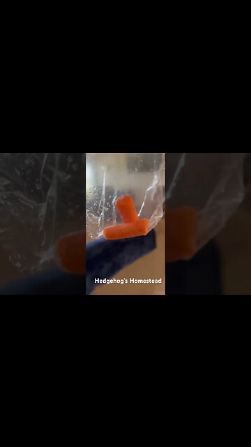 Dogs fighting over carrots