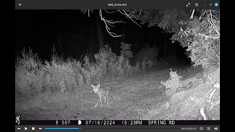 Coyote passing through