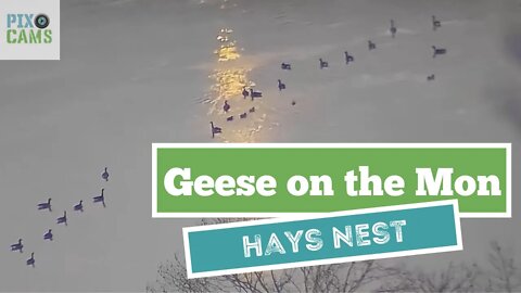 Hays Eagles nest area Geese on the Monongahela River 2021 12 31 7:28AM