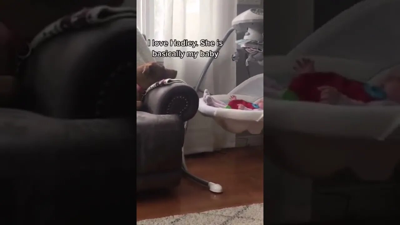Babysitter 🥰💤🐕|| #Shorts