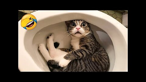 Try not to laugh 🤣 Funny moments with animals