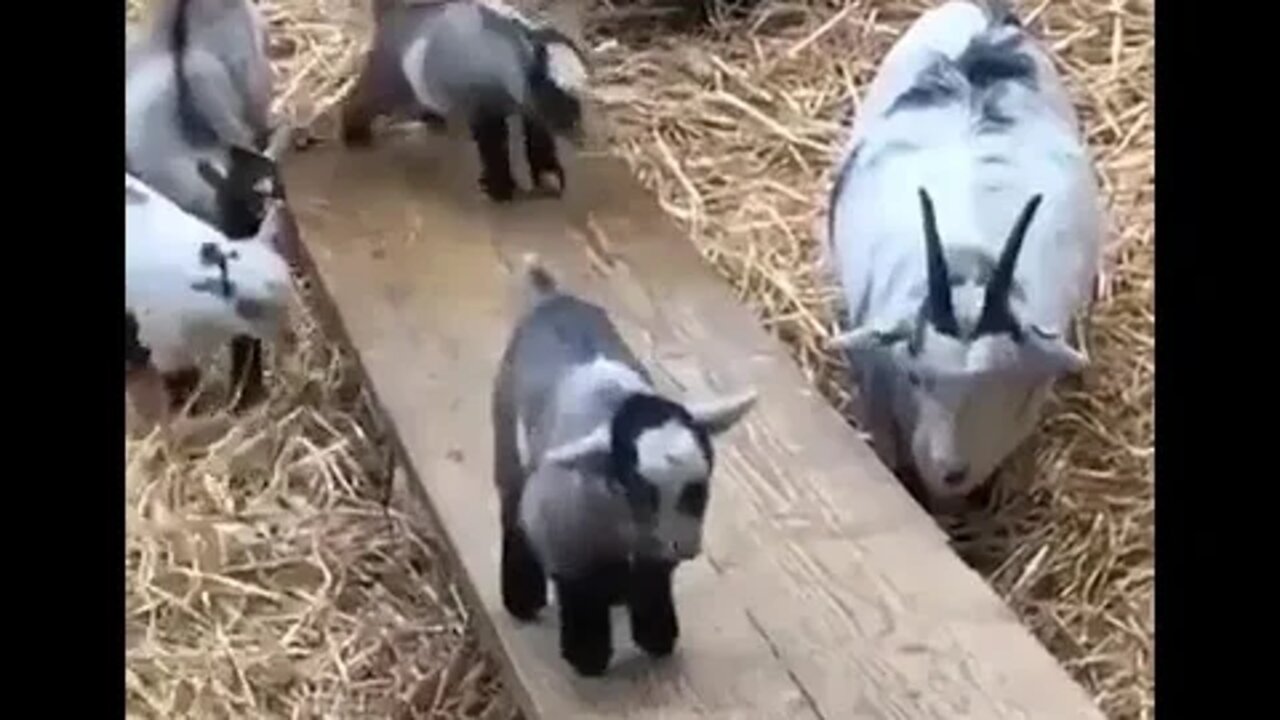 Watch this cute goat's baby playing on slide | #babyanimals