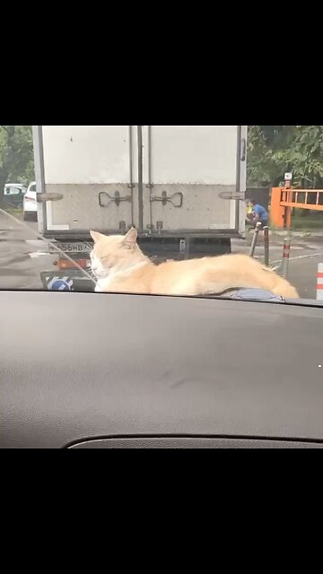 Must of been a comfy spot 🐈