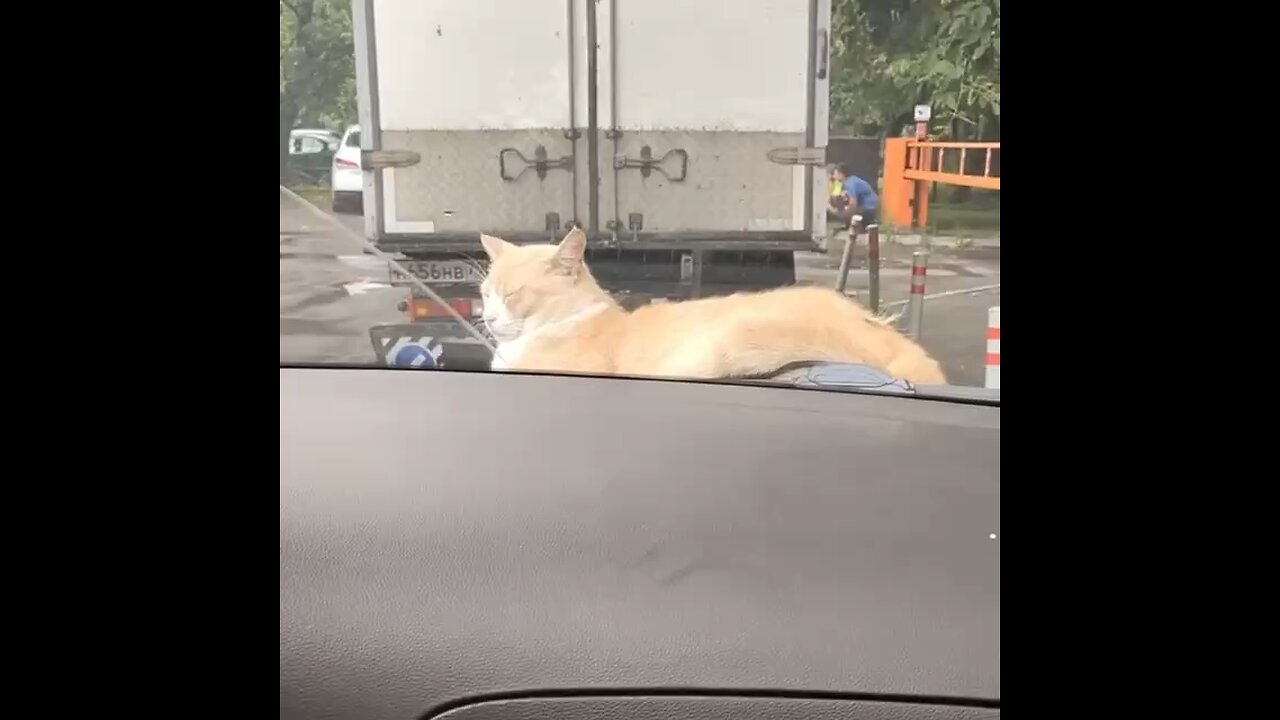 Must of been a comfy spot 🐈