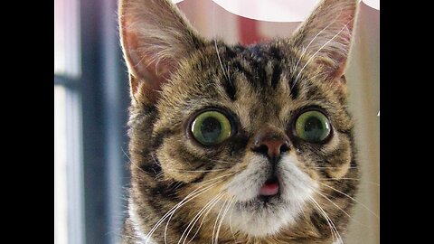 Funny animals compilation. This cat is so funny 😸