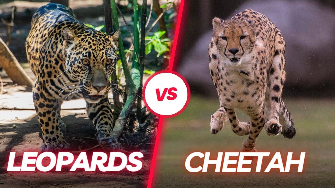Unraveling the Mysteries of Cheetahs and Leopards | cheetah vs leopard real fight video