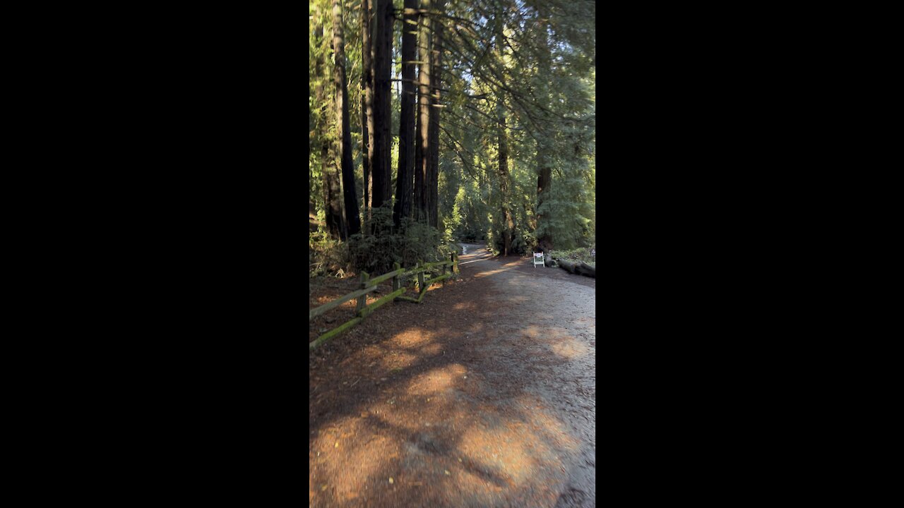 Hiking with Redwoods