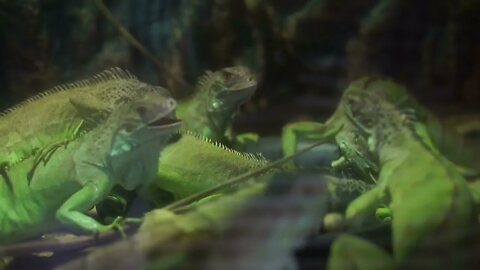 Green iguanas together in the dark