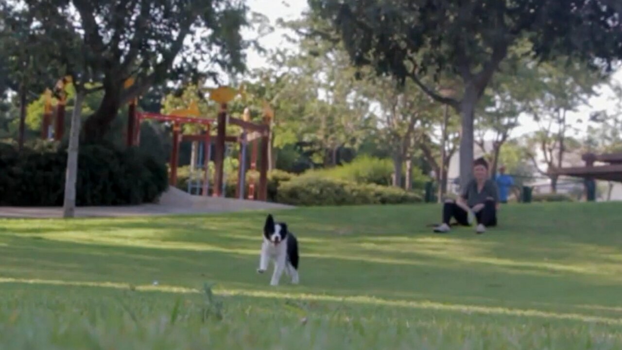 dog running