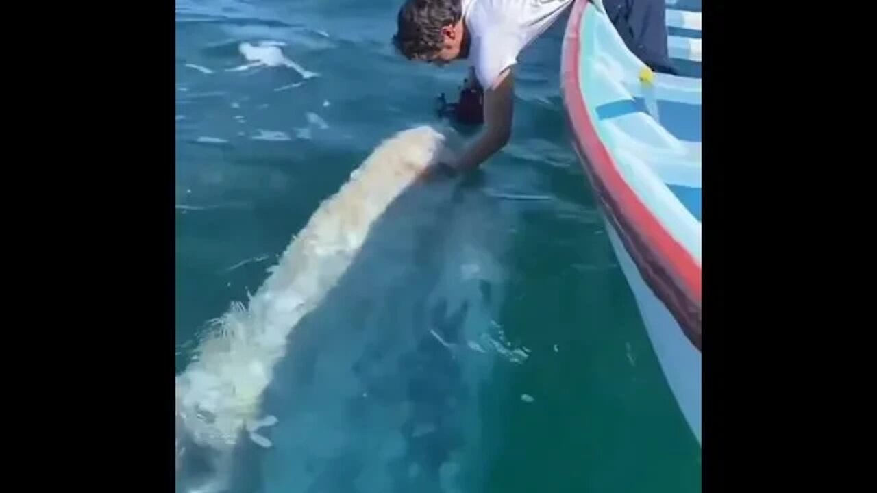 Unbelievable moment with a gentle gray whale in the breeding lagoons of Baja. 🐋💙