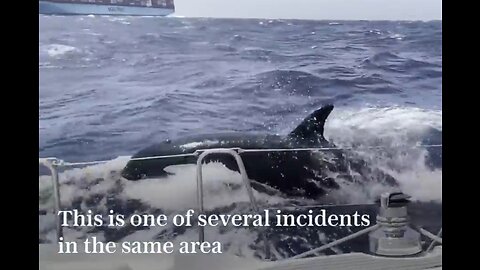 Killer whales attack yacht off the coast of Morocco