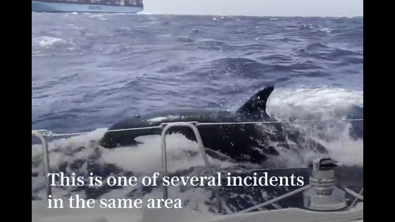 Killer whales attack yacht off the coast of Morocco