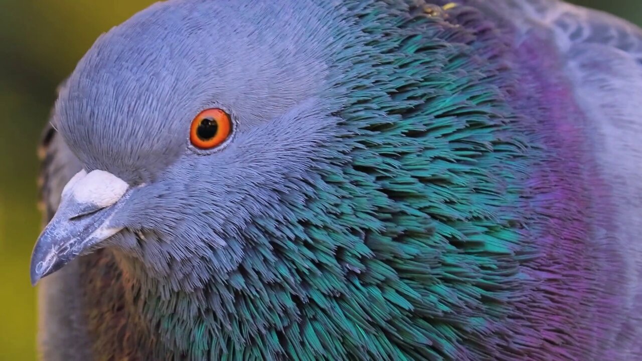 Beautiful Pigeon Amazing Footage Ever