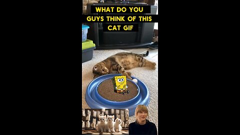Cute Cat Gif