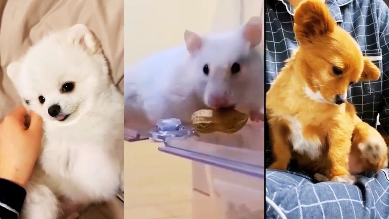 So Cute video 😍😍Cats & Kittens🥰🥰