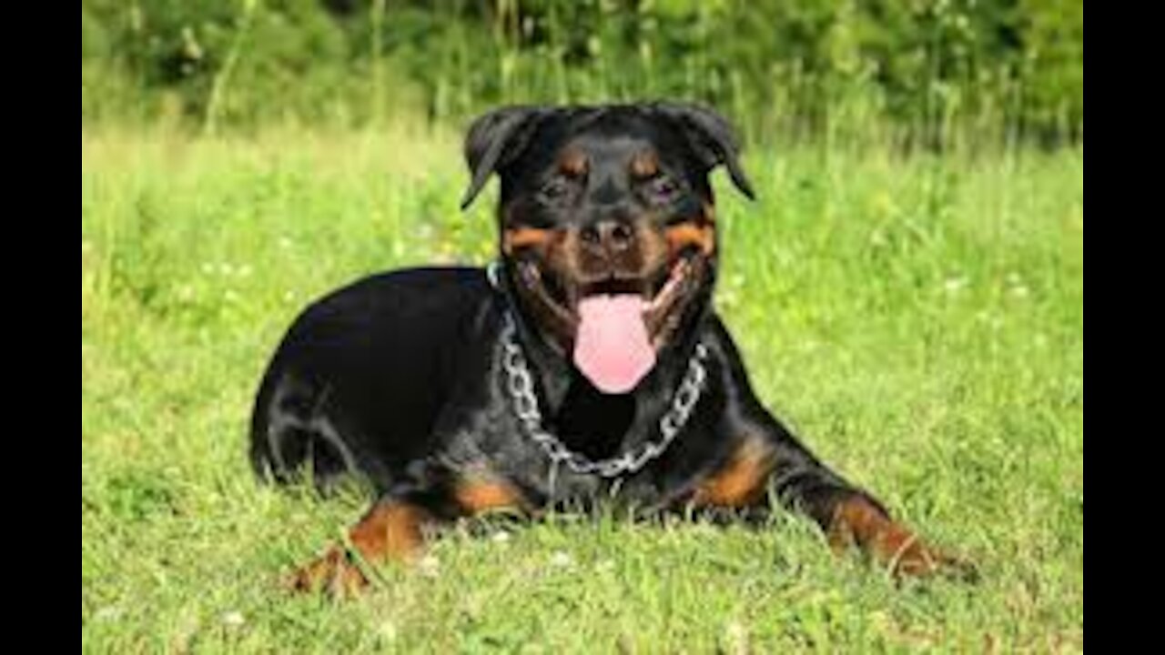 FUNNY DOGS the great dog Rottweiler with his beautiful image and interesting movements