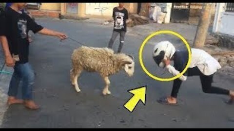 Video Kambing Paling Galak Gak Kenal Takut, Sapi Aja Bisa KO...Mengejutkan