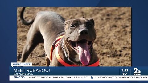 Rubaboo the dog is up for adoption at the Maryland SPCA