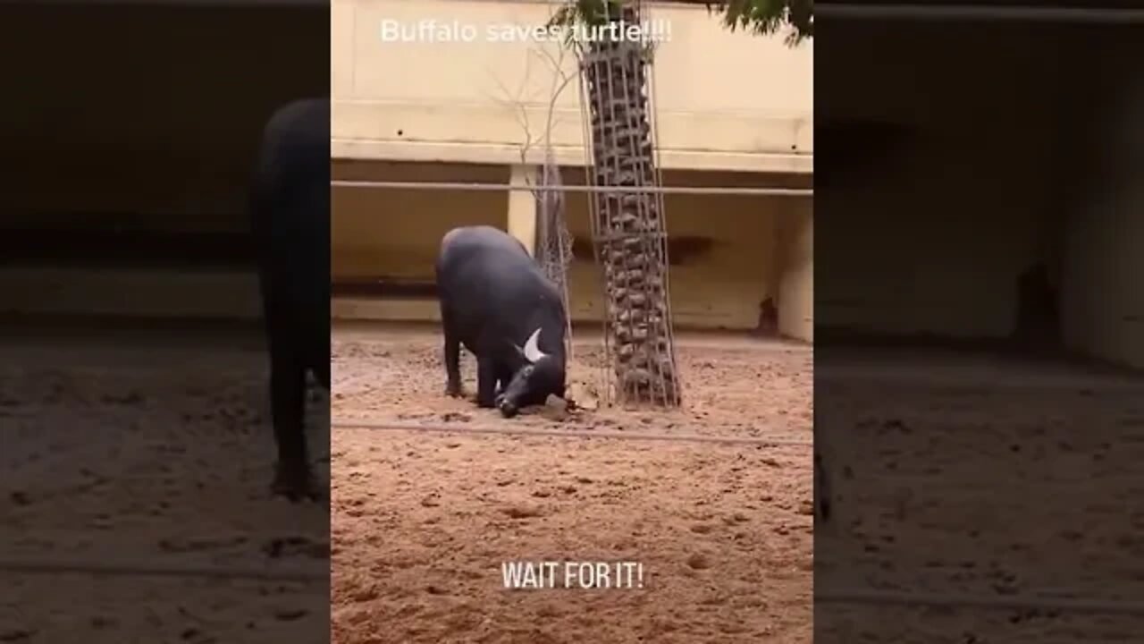 buffalo saves turtle (good boy)