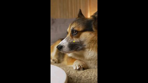 Funny Dogs And Cats Videos