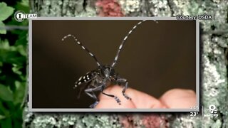 Local man is struggling with beetles and the government