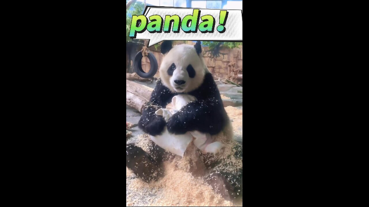 panda！panda！panda！