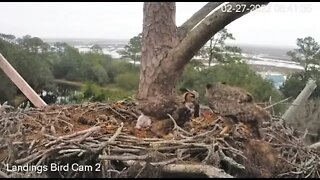 Dad, Mom, and Owlet Make Three-Cam Two 🦉 2/27/22 06:41