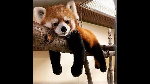 Cutest red panda ever