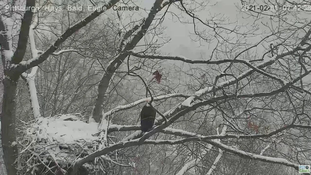 Hays Eagles Dad beautiful flyoff 2021-02-01 742AM