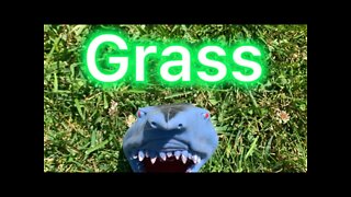 Sharky touches grass