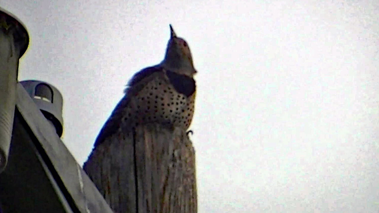 IECV NV #717 - 👀 Northern Flicker On The Light Pole🐦 9-24-2018