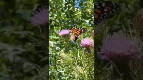 Monarch Orange butterfly