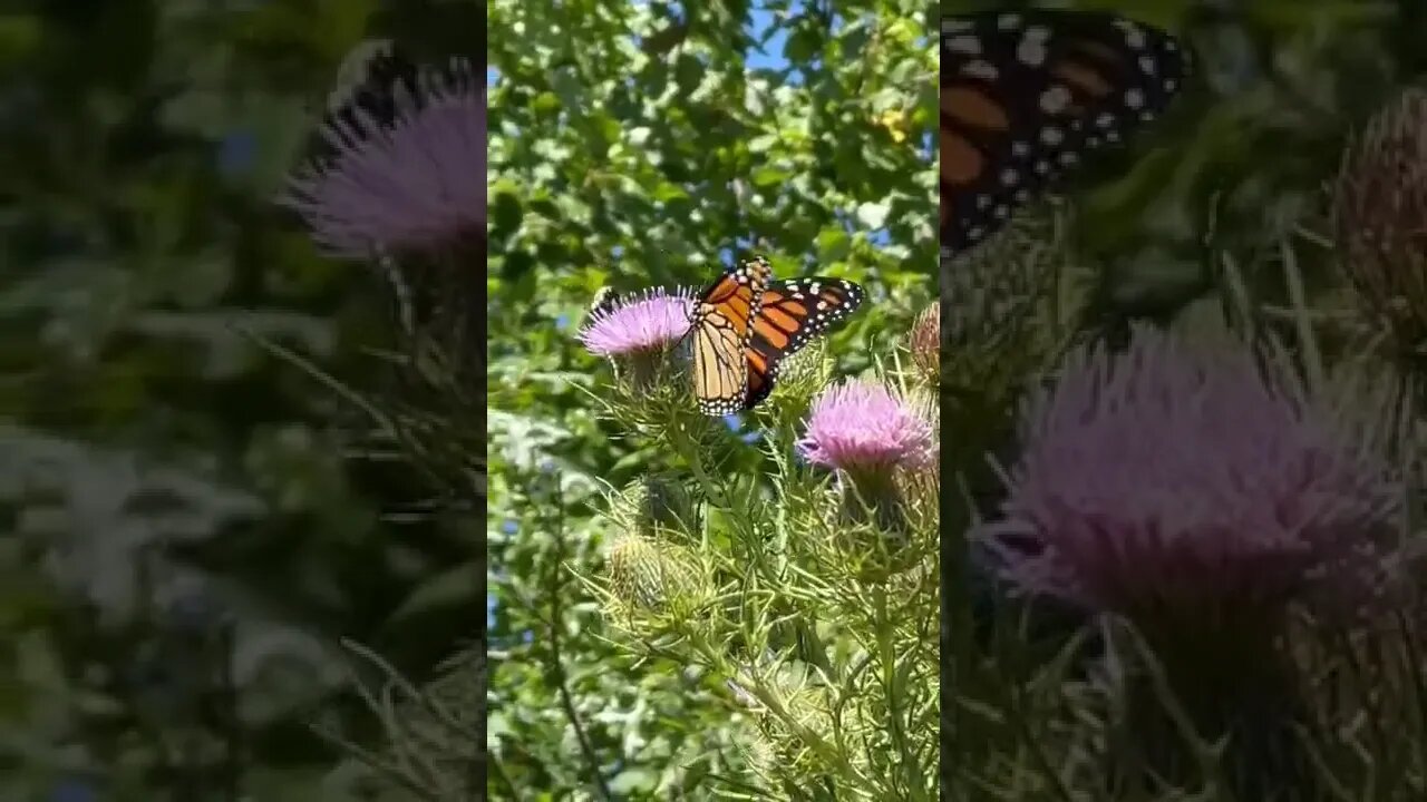 Monarch Orange butterfly