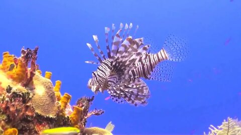 Dangerous lion fish in the sea #shortvideo #shorts #fish