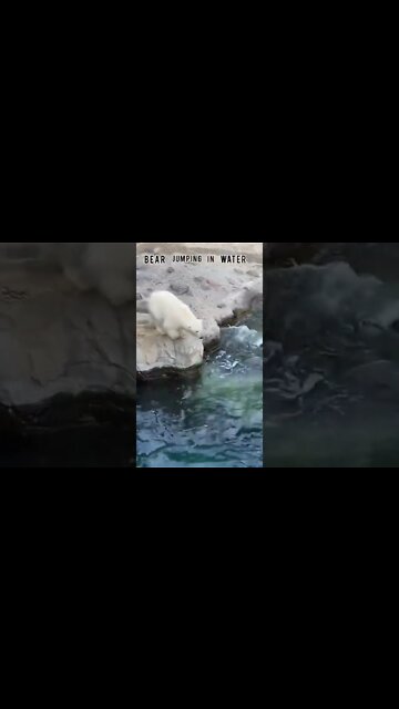 Bear Jumping In Water #Ubertainment #ytshorts #Animals #bear #viral #viral2022 #trending2022