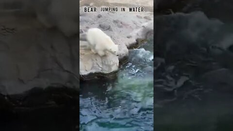 Bear Jumping In Water #Ubertainment #ytshorts #Animals #bear #viral #viral2022 #trending2022