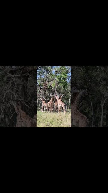 Wildlife Sightings Today 07/09/22 (Lions, Cheetah, etc) | Lalashe Maasai Mara | #shorts