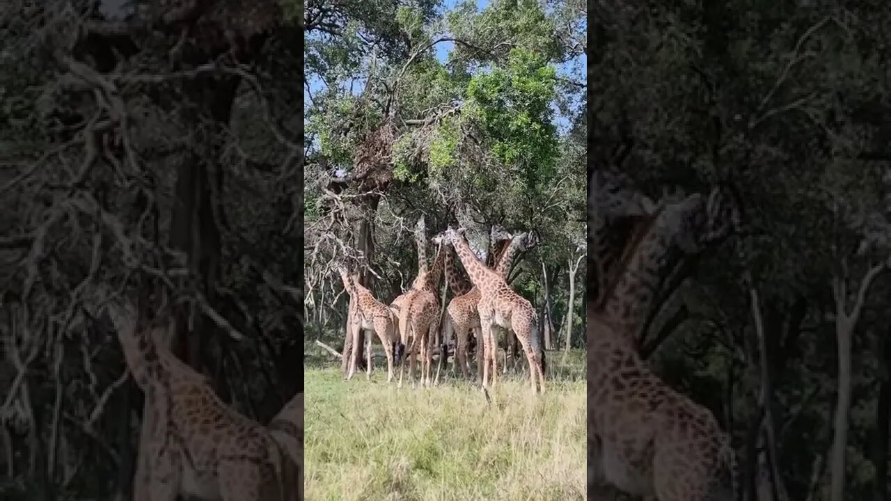 Wildlife Sightings Today 07/09/22 (Lions, Cheetah, etc) | Lalashe Maasai Mara | #shorts