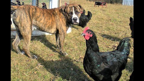 Our Pack, The Flock, and The Chickens