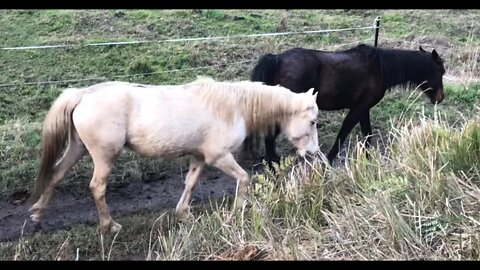 Henry the dog grazes with the horses again. Too cute.