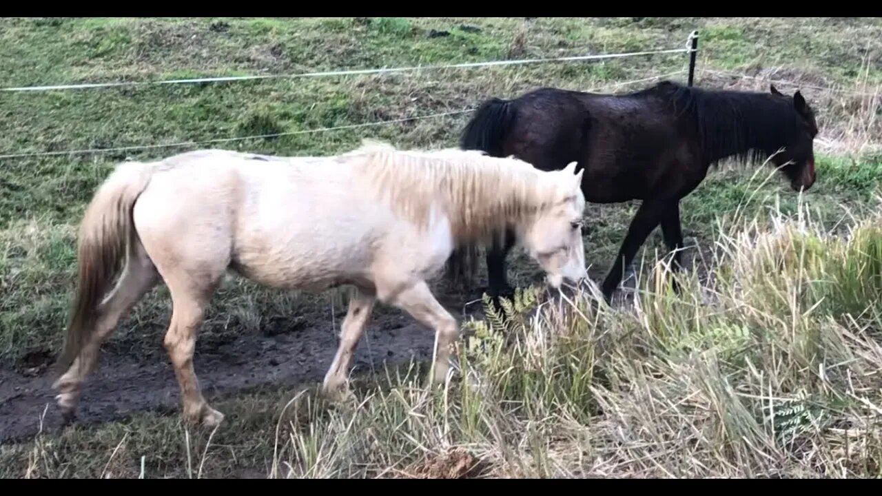 Henry the dog grazes with the horses again. Too cute.
