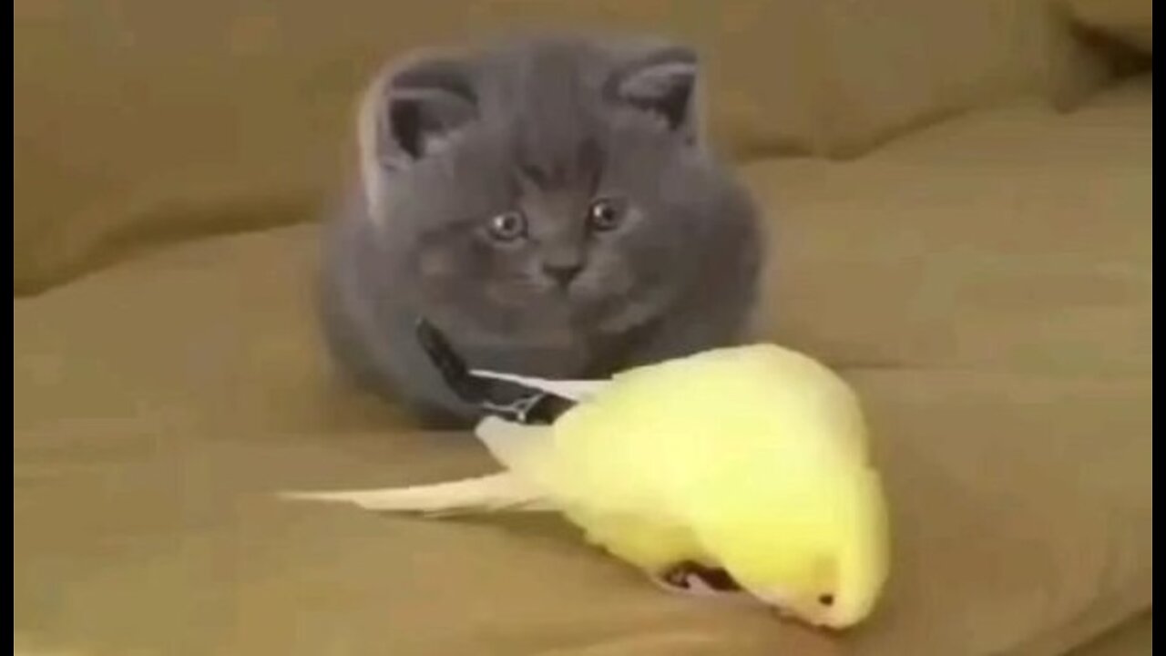 Cat and Bird Best Friends Are INSEPARABLE