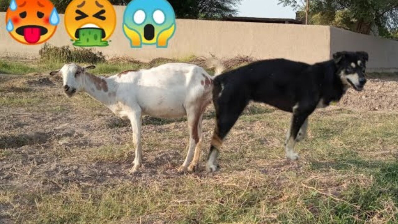 OMG impossible goat and dog meeting