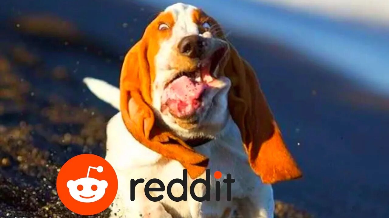 The Best & Funniest Animal (Memes) on Reddit!!