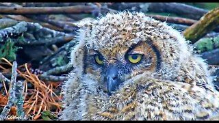 An Owlet Super Close-up 🦉 3/24/22 11:50