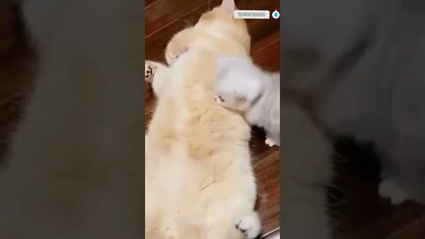 cute cat videos 😹 funny videos 😂